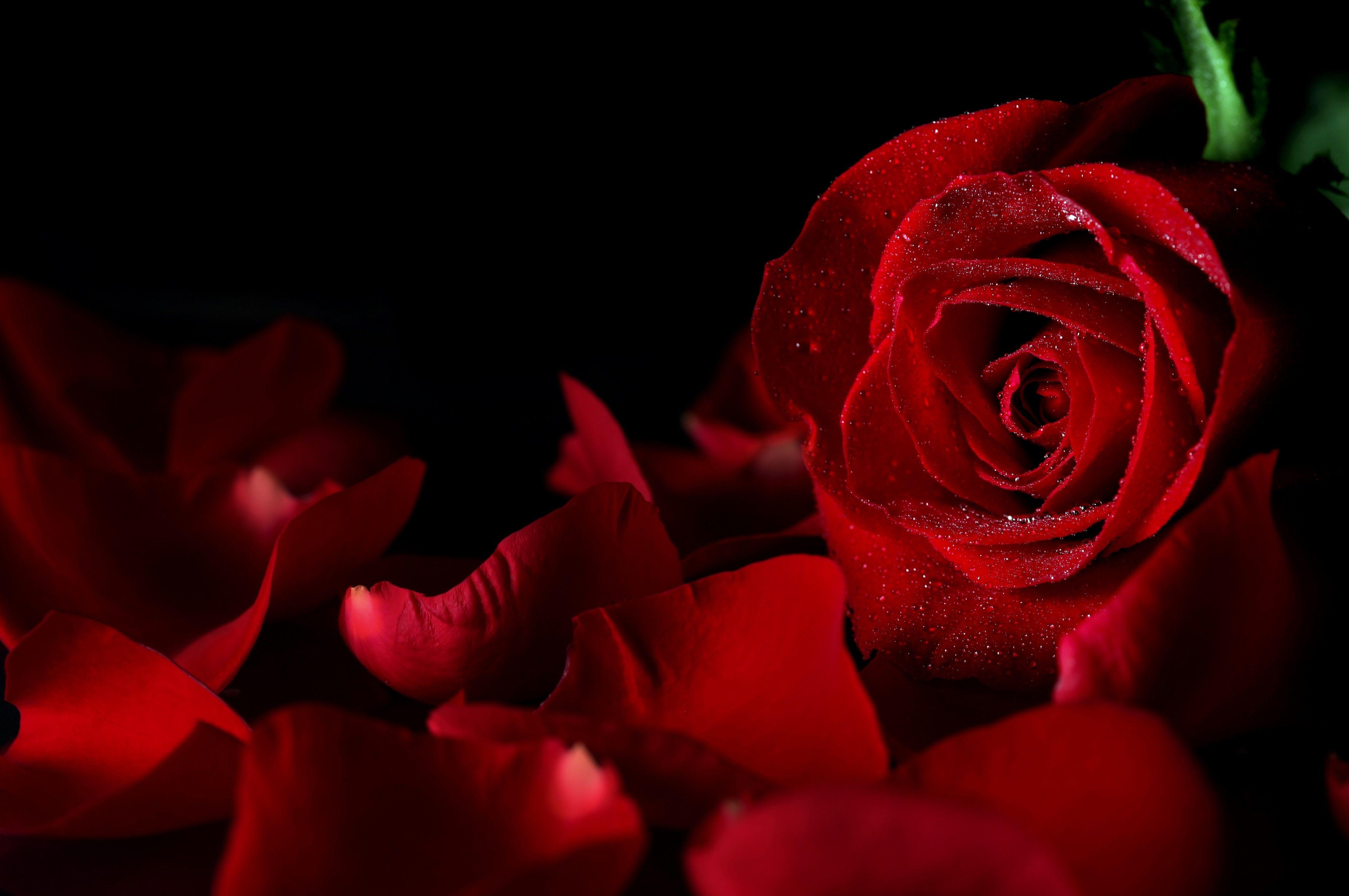 Settles into a highly unique, sophisticated foundation that masterfully fuses rich balsamic resins with soft rose petals and crisp aquatic accords.