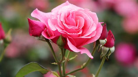 Pairs the pristine, regal elegance of classic Bulgarian rose with the bright, dew-kissed sweetness of May rose for an instantly captivating first impression.