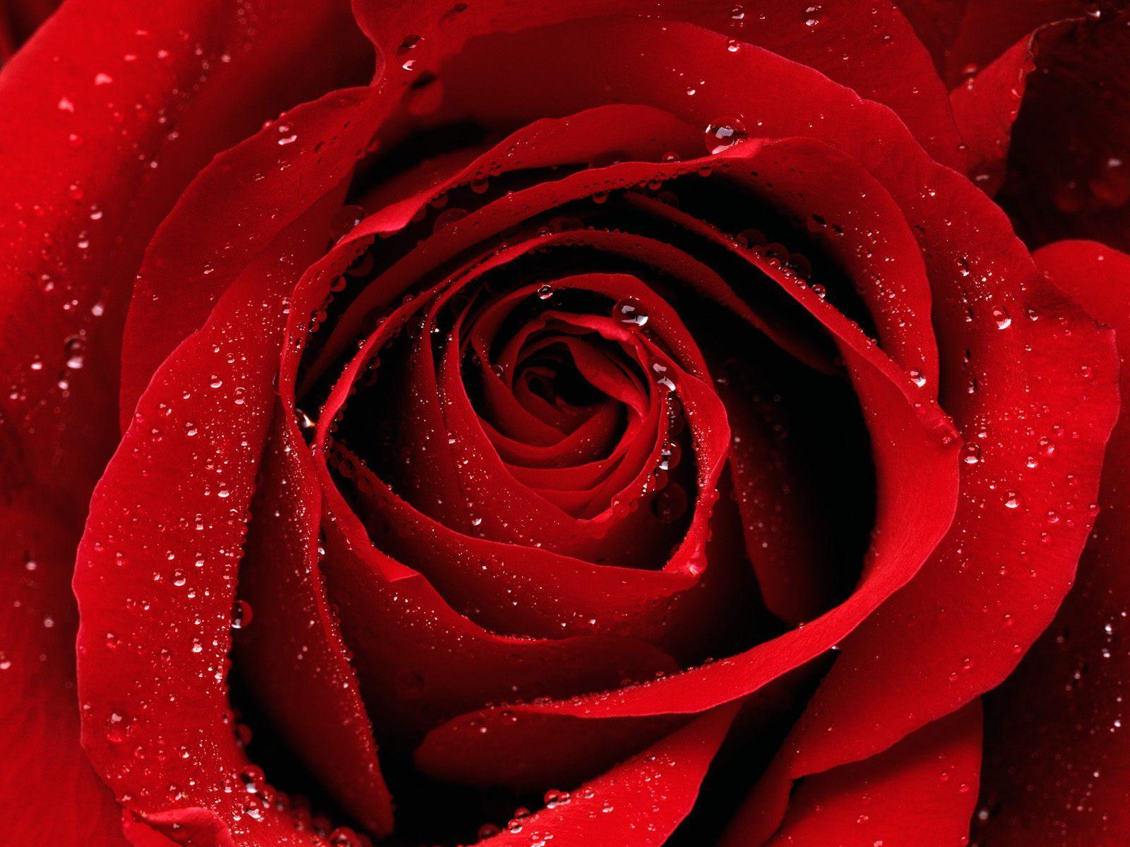 The core unfolds into a deeply sophisticated, crimson floral heart where opulent Turkish rose is elevated by the luxurious warmth of saffron.