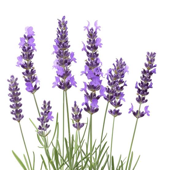 The core opens up into a clean, sophisticated, and undeniably masculine layer driven by high-grade, herbaceous French lavender.