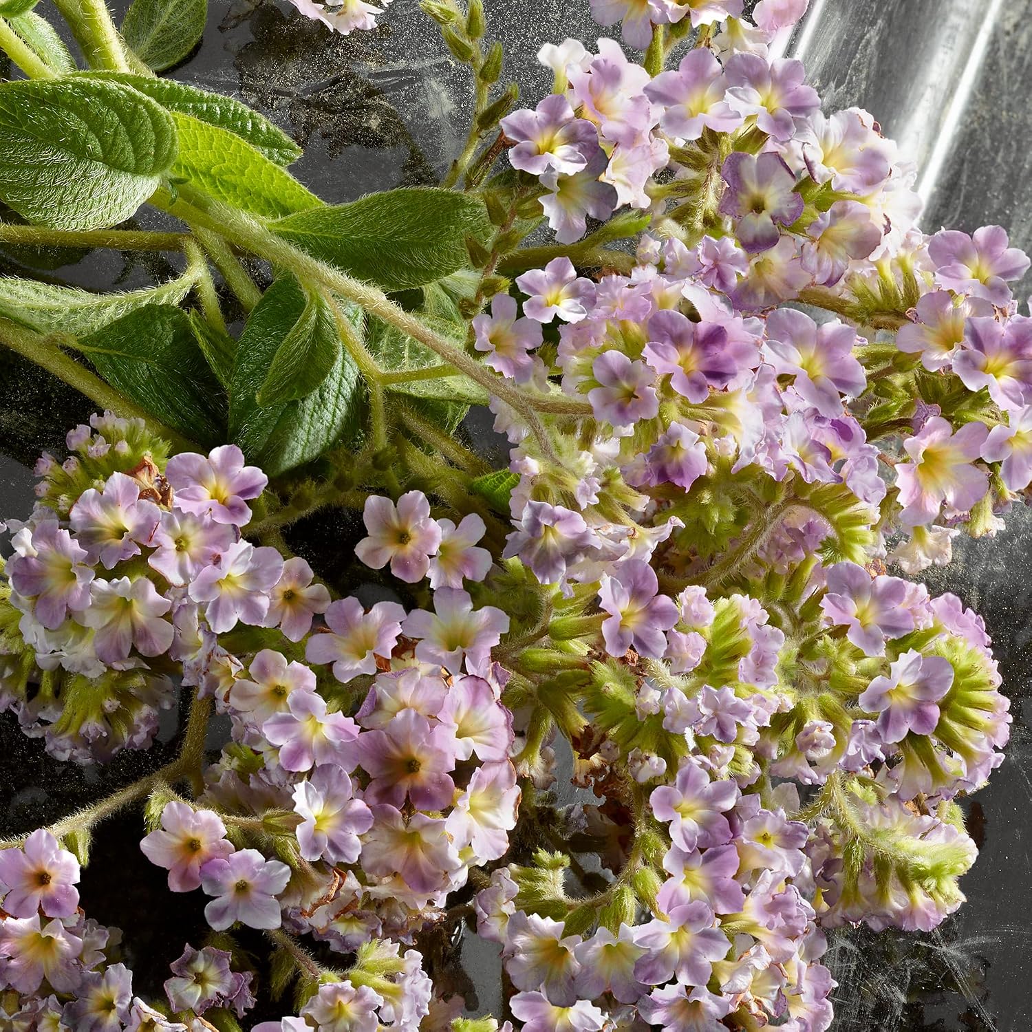 Stacked Image