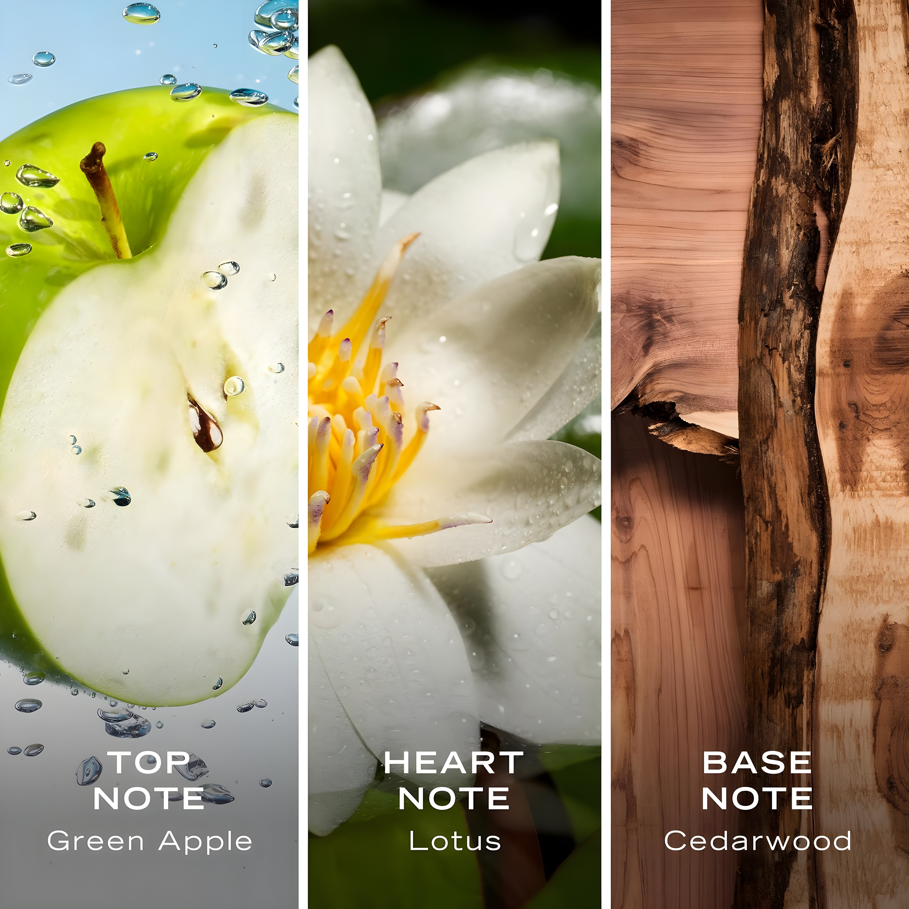 A three-panel triptych showcasing green apples with leaves, water lotus next to mimosa and ocean spray, and cedarwood beside musk, oakmoss, and amber.
